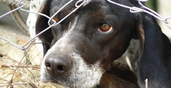 dog in cage